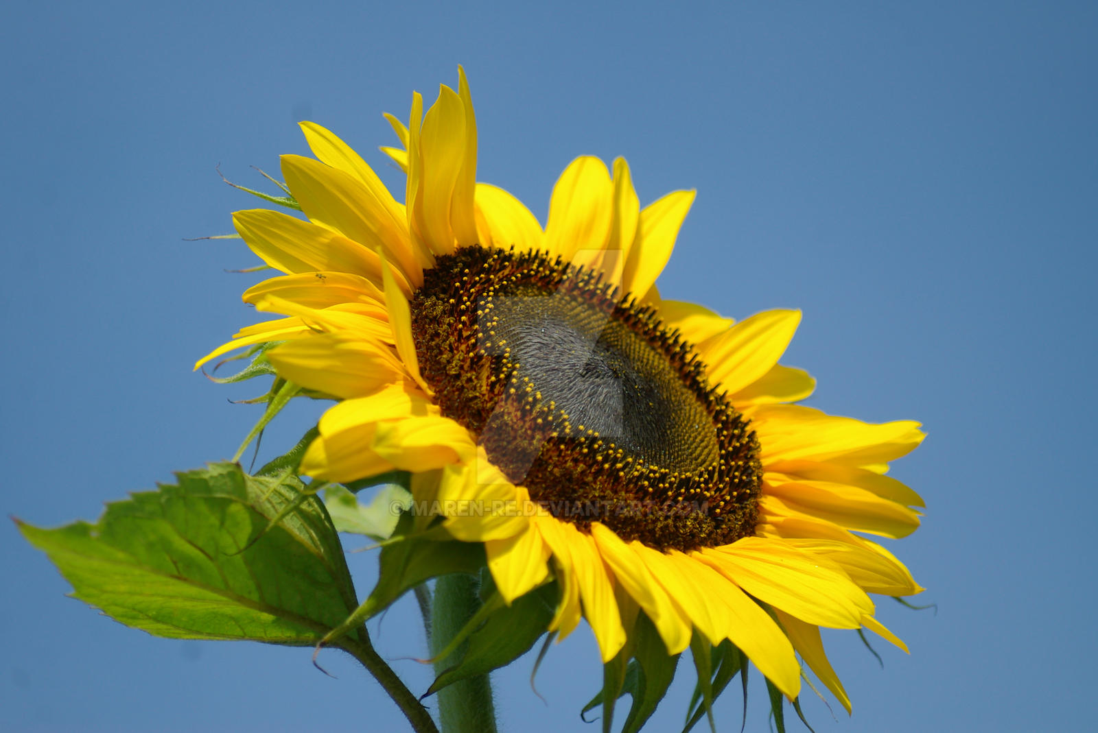 Sunflower.