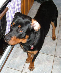 Rottweiller