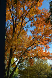 A Bright Fall Afternoon