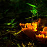 Cantharellus cibarius #2