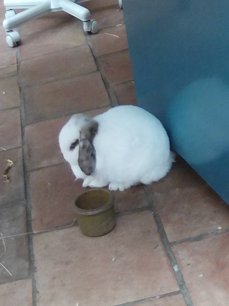 distel by mavaba on DeviantArt