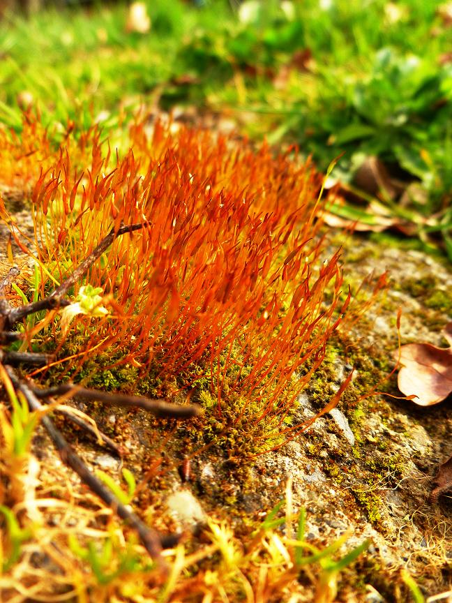 Mousse de printemps