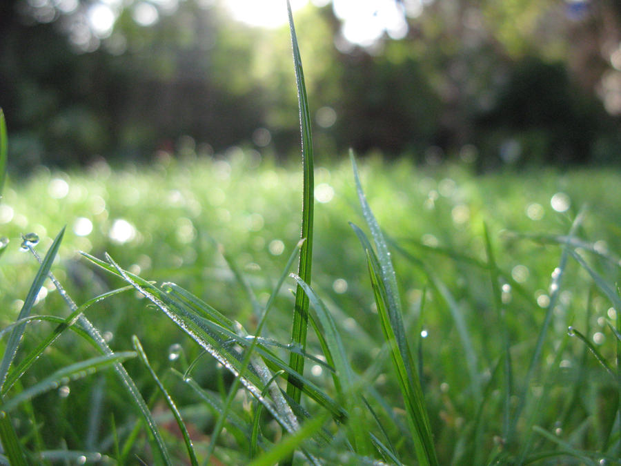 Dewy Grass