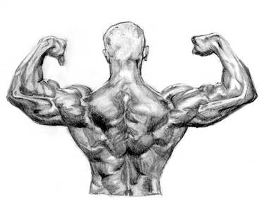 Muscular back