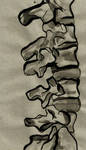 Spine study by SkullKnockade