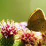 Butterfly on thistle 3950