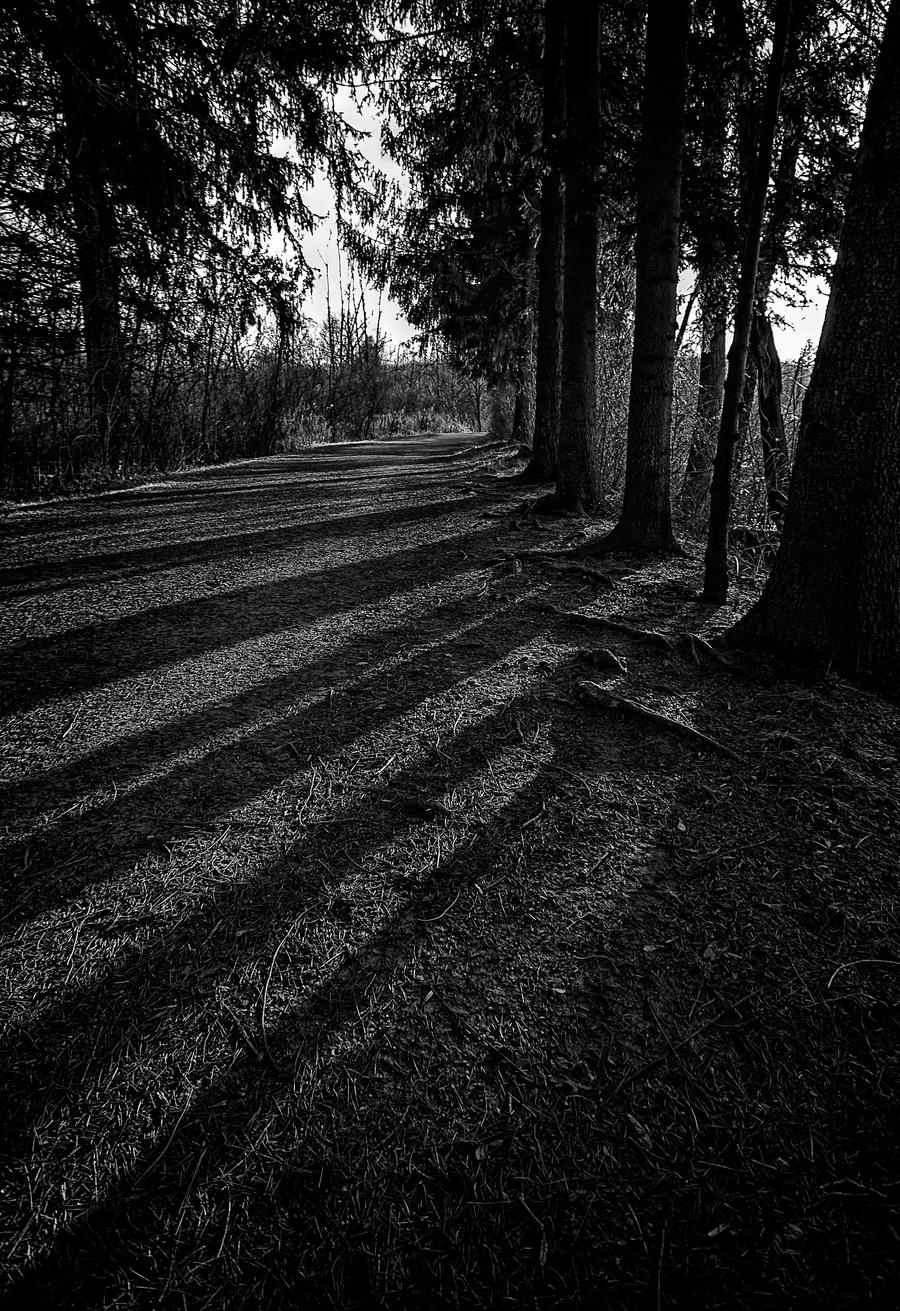 Shadow Trees BW