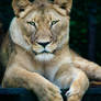 Lioness