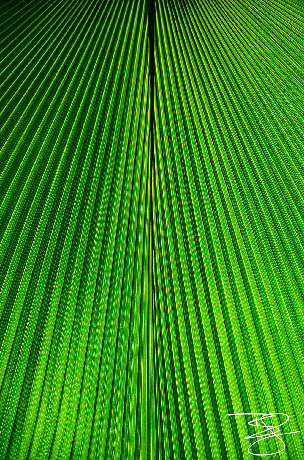 Green Veined Palm Leaf