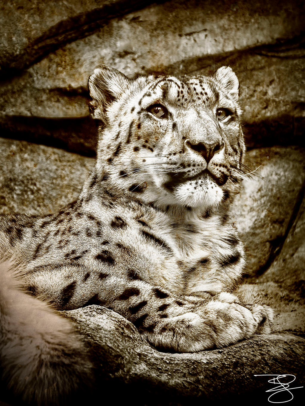 Sepia Snow Leopard