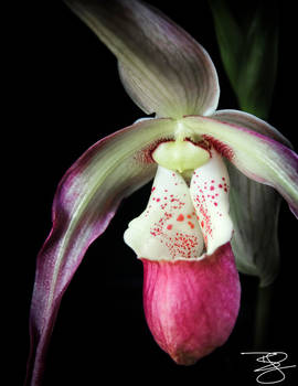 Pink Lady Slipper Orchid