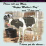 Mother's Day Message From Dairy Calves
