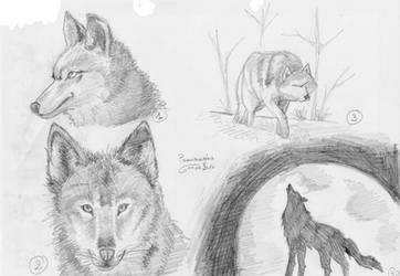Sketch : wolves