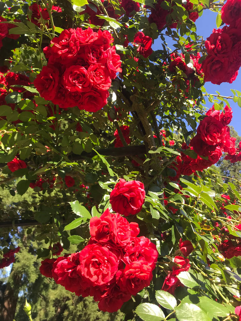 Red Roses by brianclayton on DeviantArt