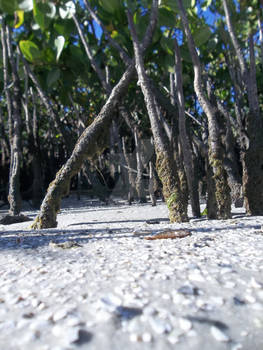 Mangroves