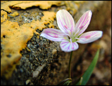 Parking Lot Flower