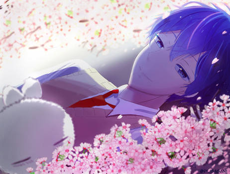 Ashiya Cherry blossoms