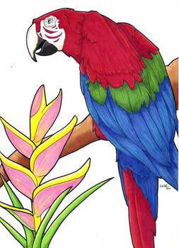 macaw