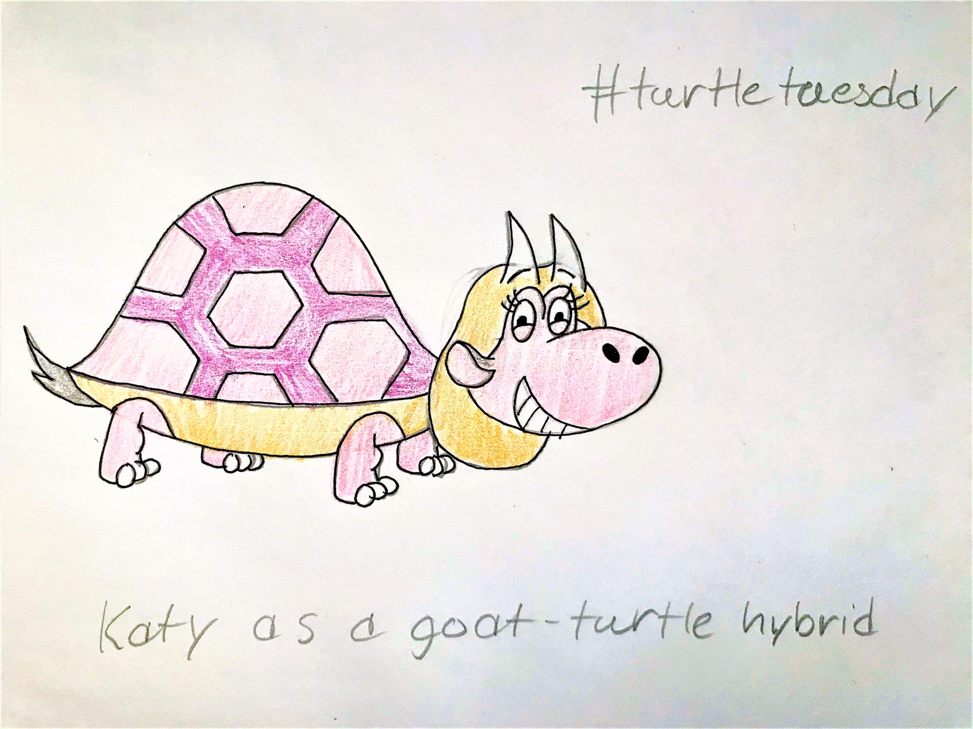 Turtle Shell Tuesday Turtle Tuesday: Katy by AustisticChildMan on DeviantArt