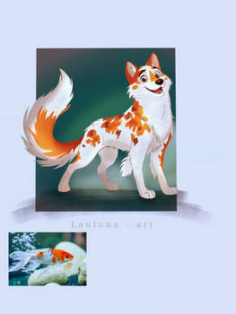 Koi wolf hybrid