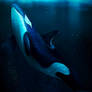more old work fishes - orcas