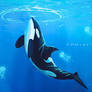 orca bubbles