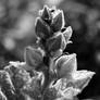 hollyhock buds n bugs