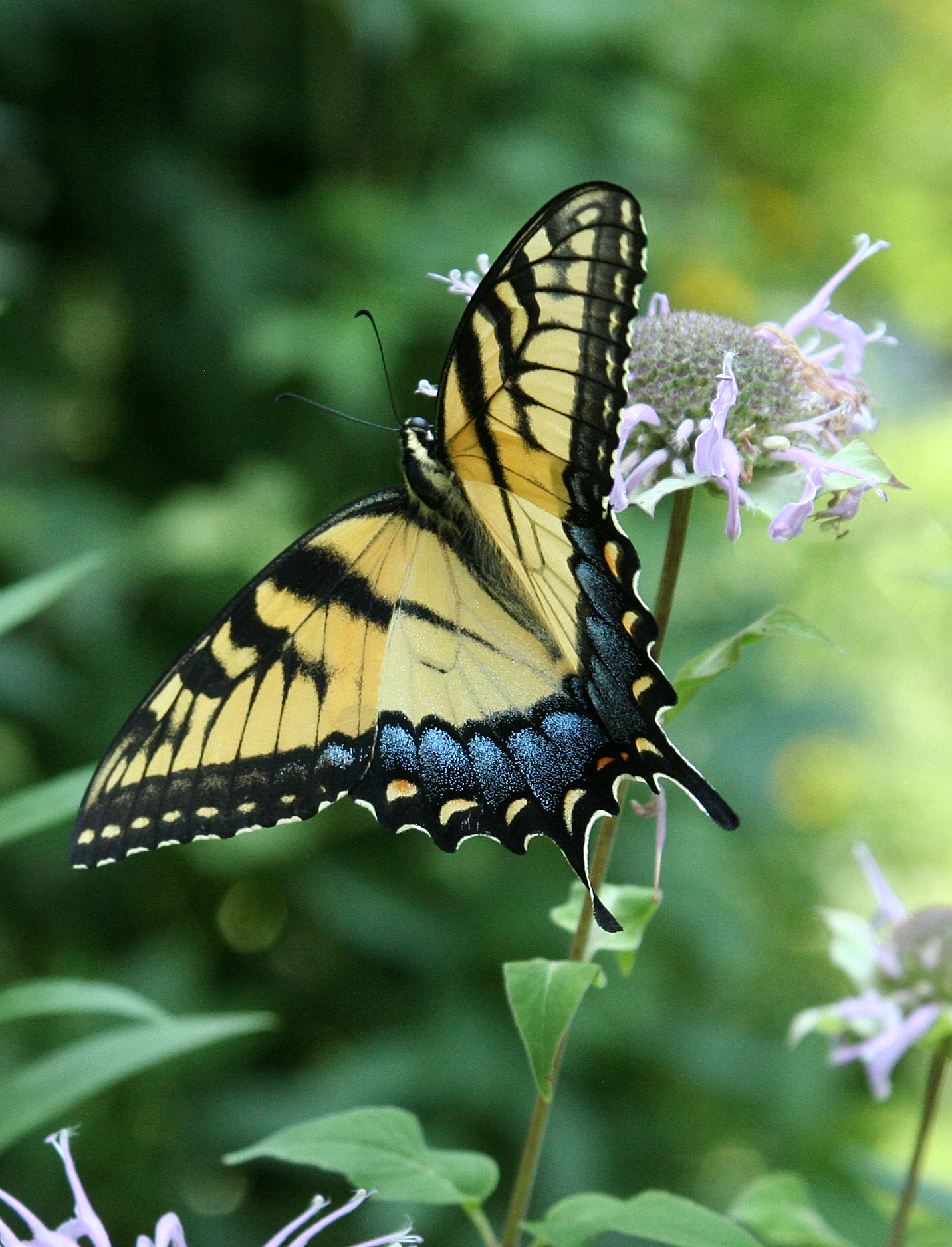 Swallowtail on Monarda - Stock