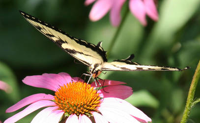 Another Swallowtail - Stock