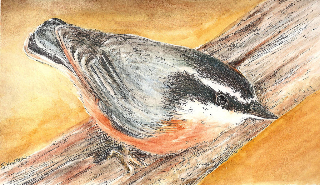 Pen-wash-nuthatch-cc by shadoj