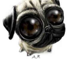 Pug