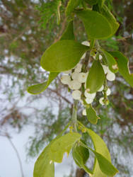 Mistletoe