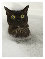 Roxy in the bath