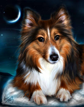 Sweet Sheltie dreams