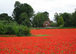 Field of Poppies by polarpete