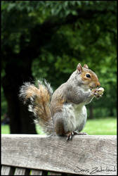 Squirrel