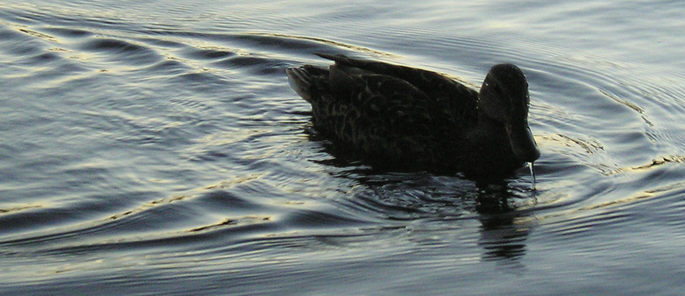 Duck dripping water