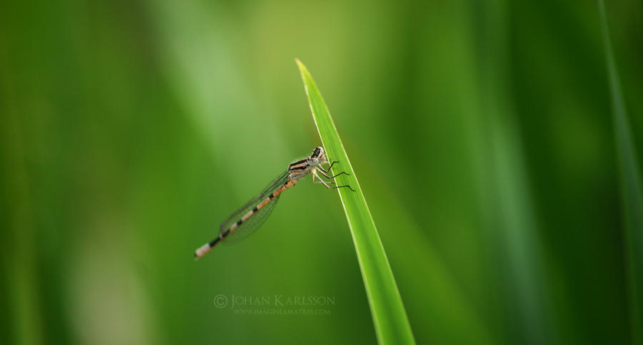 Blade Insect by DwanianPhoto on DeviantArt