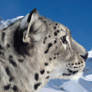 .::Snow Leopard::.