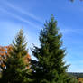 trees in a christmas tree farm