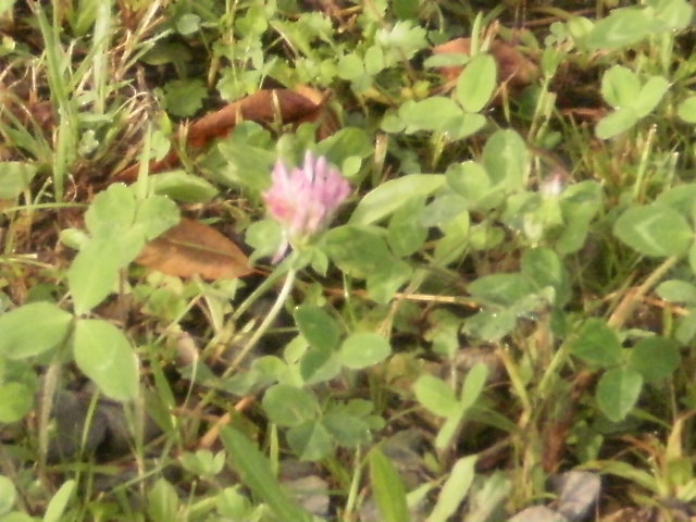 Lone Pink Flower