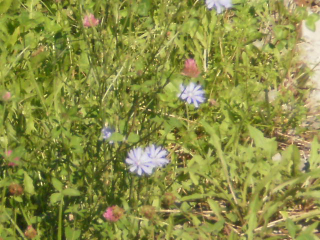 Pretty Flowers