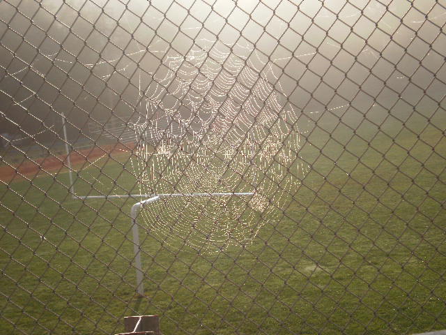 Webbed Fence 1