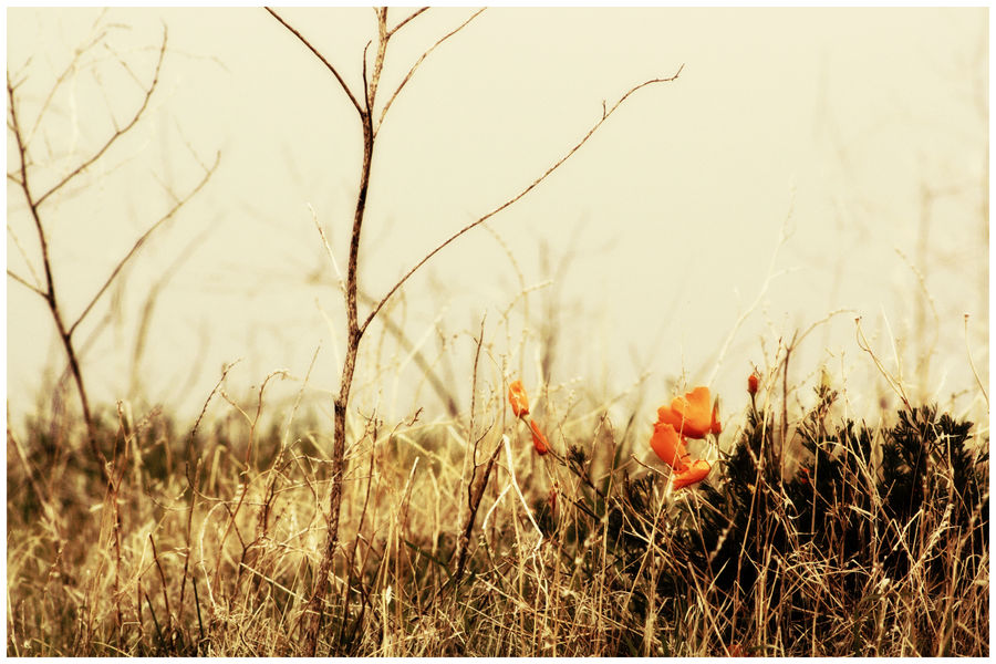 run through the fields