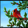 Cardinal in the Holly