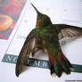Hummingbird Rescue