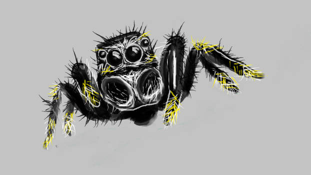 jumping spider