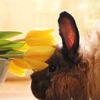 bunny and flowers