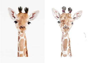 Baby Giraffe, by photographer Jenny Kun, step 1