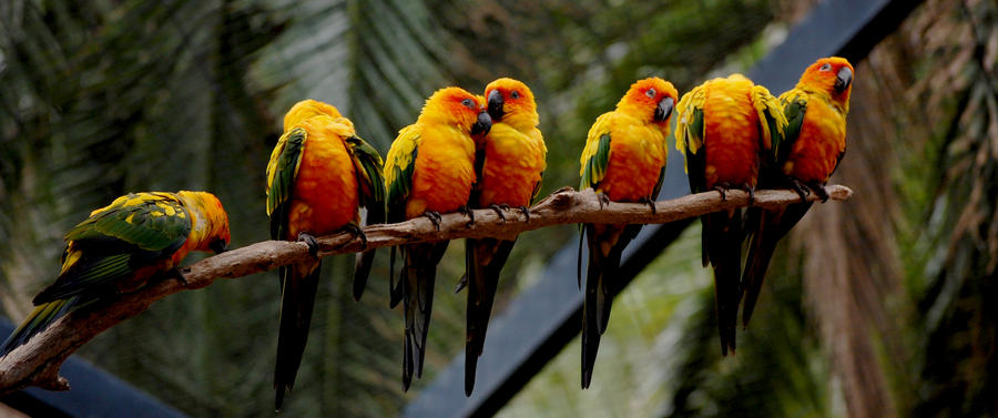 Parrots